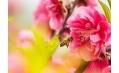 桃花都快開了 你還宅在家里嗎？