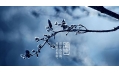 今日霜降 | 一年補透透，不如補霜降